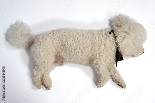 Sleepy white Bichon Frise dog resting with festive bow tie isolated on white. Adorable white Bichon Frise dog lying down and resting while wearing a festive plaid bow tie