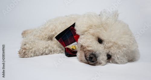 Sleepy white Bichon Frise dog resting with festive bow tie isolated on white. Adorable white Bichon Frise dog lying down and resting while wearing a festive plaid bow tie