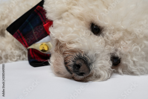 Sleepy white Bichon Frise dog resting with festive bow tie isolated on white. Adorable white Bichon Frise dog lying down and resting while wearing a festive plaid bow tie