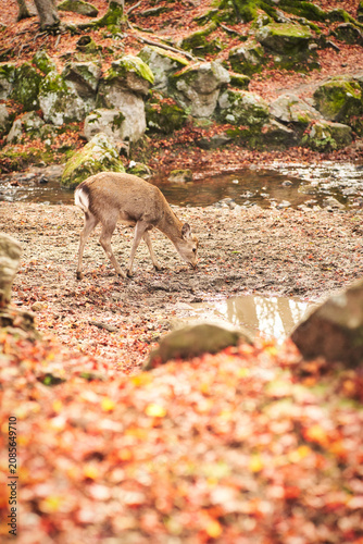 Sika deer in morning warm sunshine, Nara public park, Nara, Japan.
