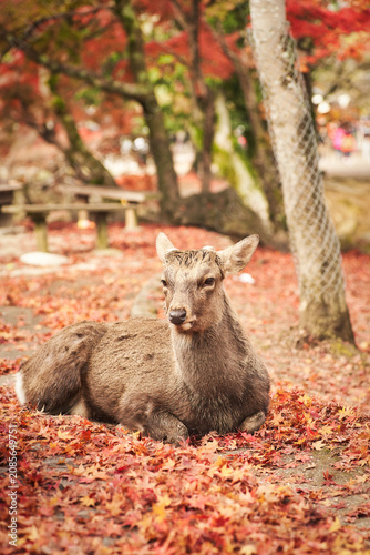Sika deer in morning warm sunshine, Nara public park, Nara, Japan.