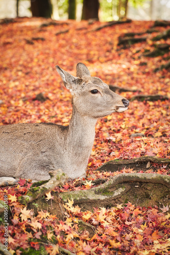 Sika deer in morning warm sunshine, Nara public park, Nara, Japan.