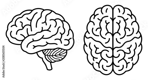 Human brain vector line art set, side and top view minimalist anatomy outline icons for neurology, psychology and AI concept.