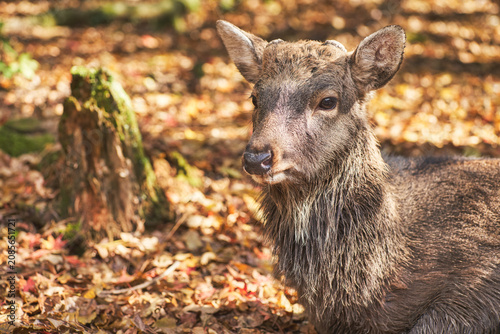 Sika deer in morning warm sunshine, Nara public park, Nara, Japan.