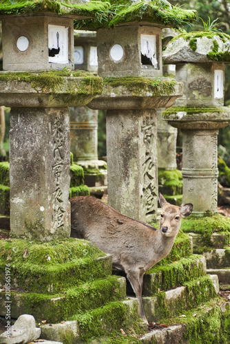 Sika deer in Kasugataisha shrine (Kasuga-taisha) of Nara public park, Nara, Japan.
