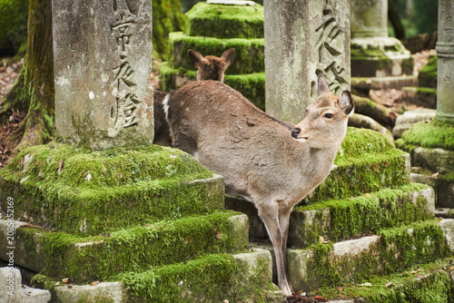 Sika deer in Kasugataisha shrine (Kasuga-taisha) of Nara public park, Nara, Japan.