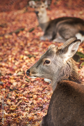 Sika deer in morning warm sunshine, Nara public park, Nara, Japan.