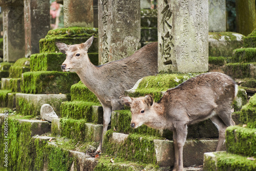 Sika deer in Kasugataisha shrine (Kasuga-taisha) of Nara public park, Nara, Japan.