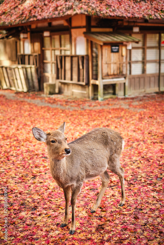 Sika deer in morning warm sunshine, Nara public park, Nara, Japan.