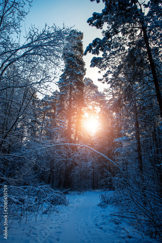 Sunny morning in a winter snowy forest. Frosty morning. Frost falls from the trees.