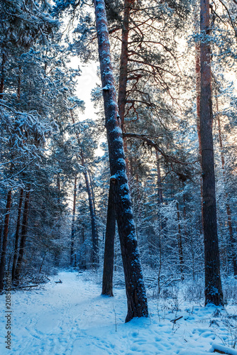 Sunny morning in a winter snowy forest. Frosty morning. Frost falls from the trees.
