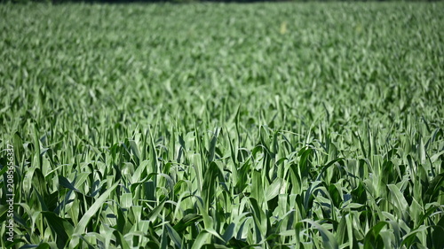 Tableau sur toile green wheat field