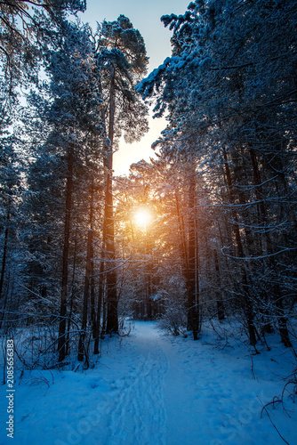 Sunny morning in a winter snowy forest. Frosty morning. Frost falls from the trees.