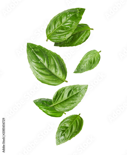 Fresh wet basil leaves with drops in the air close-up isolated on a white background