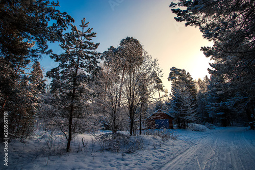 Sunny morning in a winter snowy forest. Frosty morning. Frost falls from the trees.