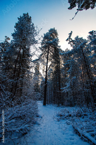 Sunny morning in a winter snowy forest. Frosty morning. Frost falls from the trees.