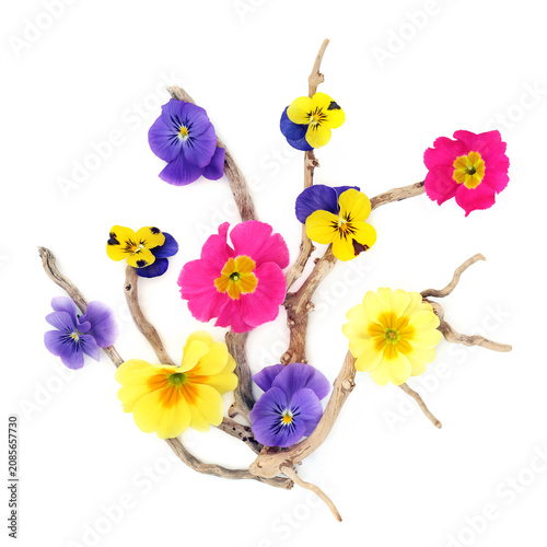 Pansy flower abstract background floral arrangement in yellow and purple on white. Decorative art square shape design for greeting card. Mystique variety. 