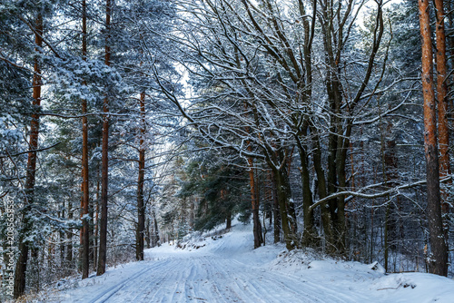Sunny morning in a winter snowy forest. Frosty morning. Frost falls from the trees.