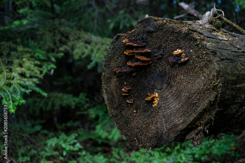 Quadro su tela Natural wood mushrooms in green woods