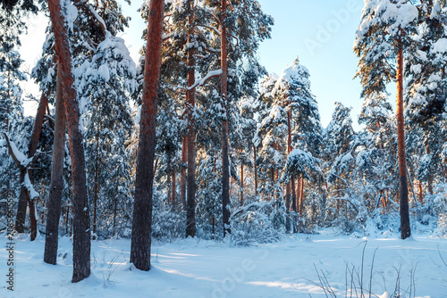 Sunny morning in a winter snowy forest. Frosty morning. Frost falls from the trees.