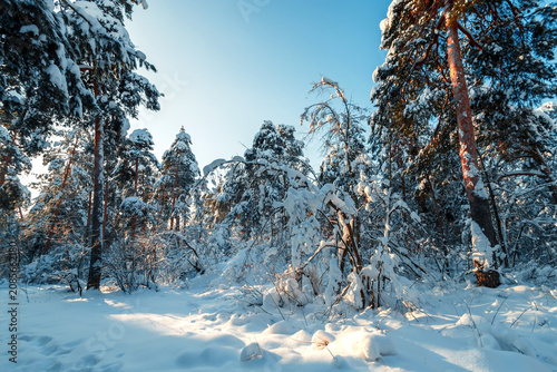 Sunny morning in a winter snowy forest. Frosty morning. Frost falls from the trees.