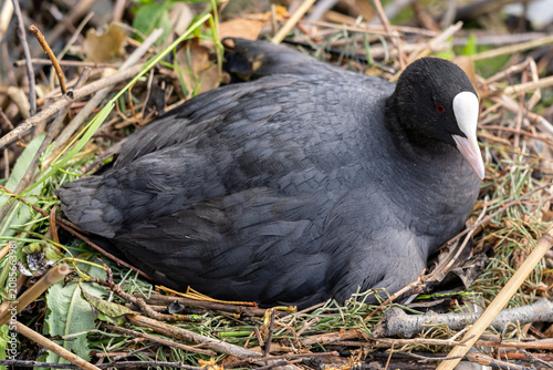 Принти на полотні brooding Eurasian coot (Fulica atra) in nest