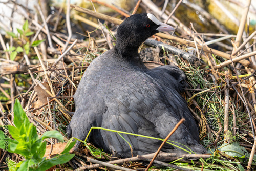 Fotografie brooding Eurasian coot (Fulica atra) in nest