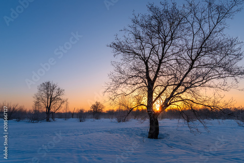 Sunny morning in a winter snowy forest. Frosty morning. Frost falls from the trees.