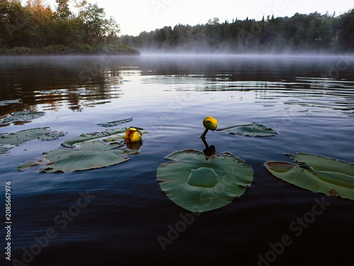 Nénuphars et brume sur le lac au lever du soleil le matin dans la forêt	
