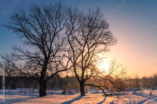 Amazing winter landscape with snow and blue sky. Sunny day