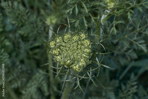 Close-up of young wild carrot buds surrounded by characteristic long curled bracts before the umbel opens. Detailed botanical texture in natural habitat.