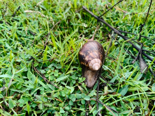 Bild auf Leinwand Lissachatina fulica or giant African land snail
