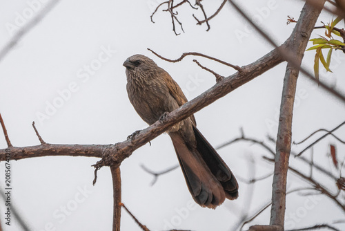 Картината върху платно Apostlebird on a branch, Queensland, Australia