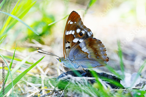 Canvastavla beautiful lesser purple emperor (Apatura ilia) with closed wings is feeding on f