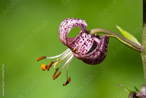 Obraz na plátně flowering martagon lily or Turk's cap lily (Lilium martagon), found in Bavarian