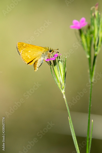 Tableau sur toile large skipper (Ochlodes sylvanus) feeding on a pink blossom, found in Bavarian
