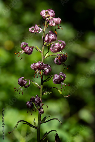 Obraz na plátne flowering martagon lily or Turk's cap lily (Lilium martagon), found in Bavarian
