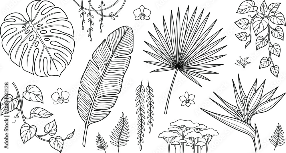 Obraz premium Tropical botanical leaves vector collection featuring black line art monstera banana leaf fan palm orchid bird of paradise flower and jungle vine elements on white background.