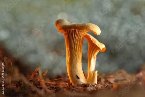 Yellow chanterelle mushroom