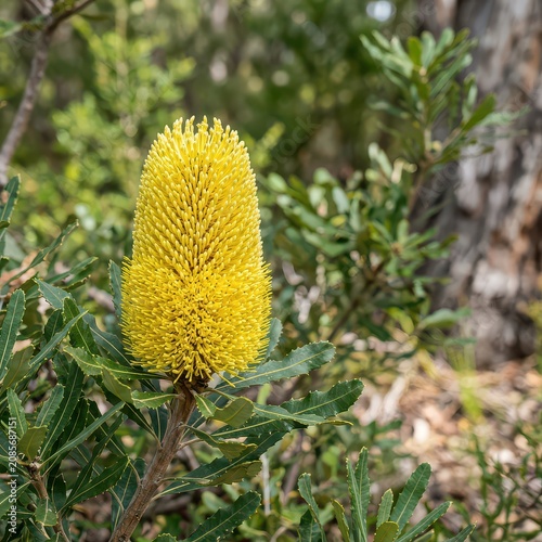 Close-up of vibrant bottlebrush flower in green foliage