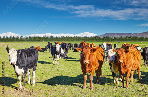 Herd of cows on a pasture at the foot of the Southern Alps in New Zealand