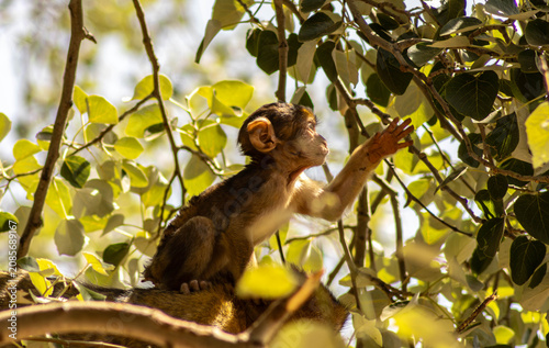Принти на полотні Baby macaque monkey reaching for leaf
