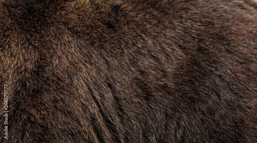 Close up view of dark brown bear fur texture showing a natural animal hair pattern in soft lighting