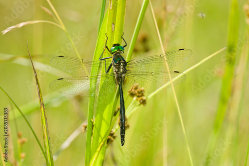 Photography 06544-00115 Hine's Emerald dragonfly (Somatochlora hineana) male in fen, Federal