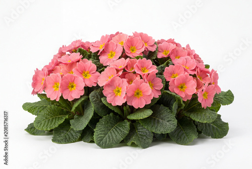 Primroses flowers bush. Cowslips blossoms shrub primula plants spring flora season.