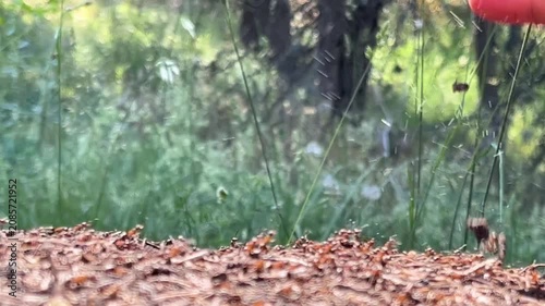 Red wood ants (Formica rufa) spraying formic acid in the air to defend their anthill against a human hand.