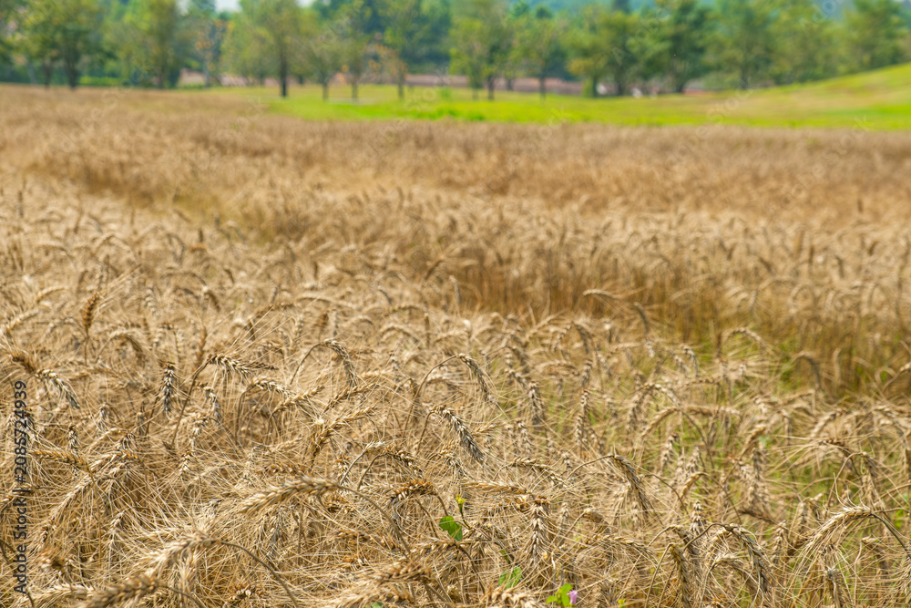 Fototapeta premium Wheat field stretching across countryside near Chiang Mai, Thailand. Mature grain crop growing under bright daylight. Rural farming, agricultural productivity and natural landscape