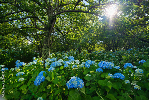 Foto 福島県猪苗代町・亀ケ城公園の夏：木漏れ日が降り注ぐ新緑の森と鮮やかに咲き誇る紫陽花の群生風景
(Summer at Kamegajo Park in Inawa