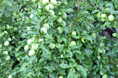 Canvastavla Numerous green plum fruits ripen on the branches of the tree.