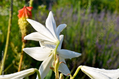 фотографія A snow-white lily with its characteristic graceful, funnel-shaped flowers